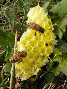 bees-on-honeycomb-scaled