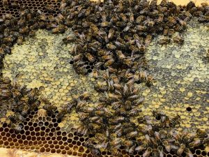 honey-bees-11