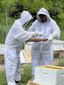 honey-bees-7-rotated