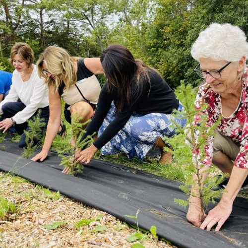 Forestry Stewardship at Kingbrisge