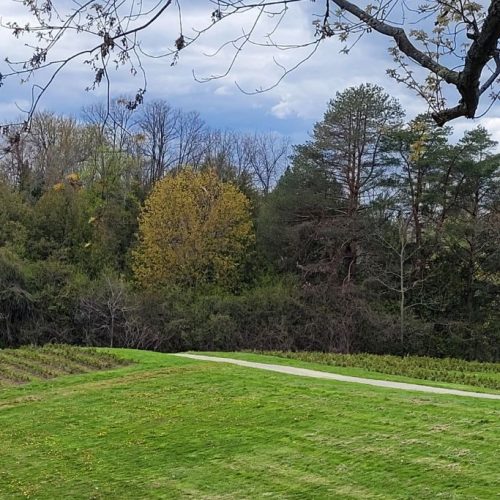 Forestry Stewardship at Kingbrisge