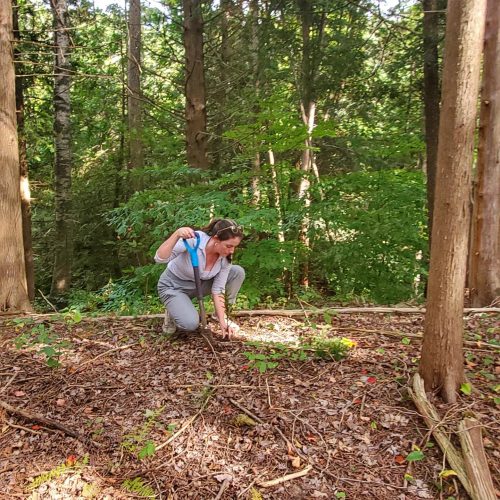 Forestry Stewardship at Kingbrisge