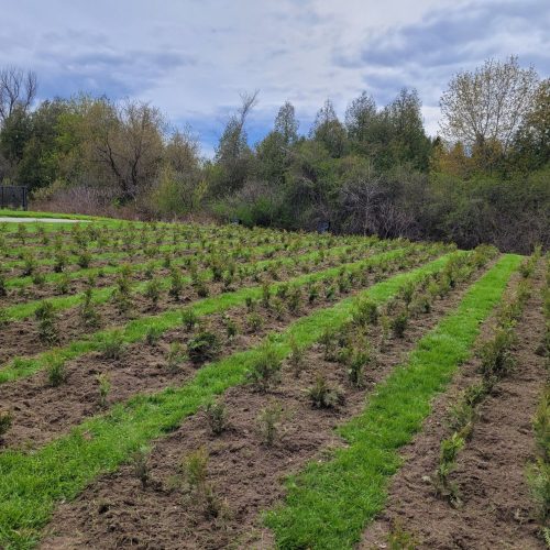 Forestry Stewardship at Kingbrisge