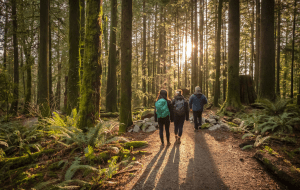 Nature and Forest Immersion