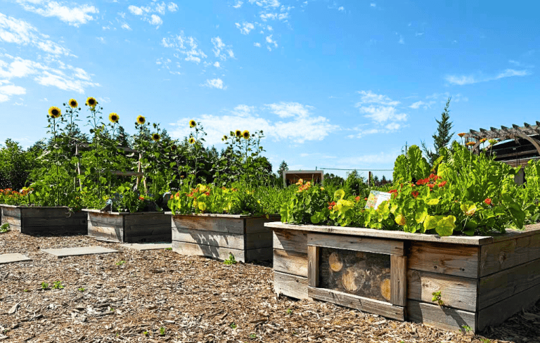 Growing a regenerative garden