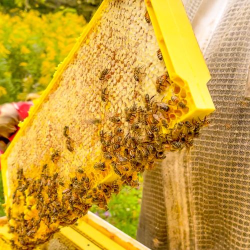 Kingbridge Pollinator Village