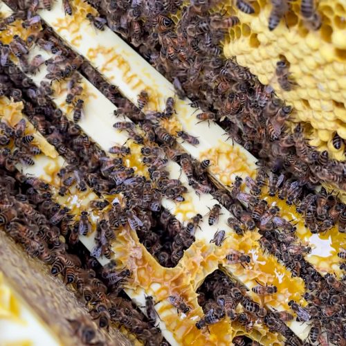 Kingbridge Pollinator Village