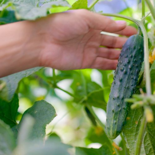 Eco-Experience - Dine From The Land