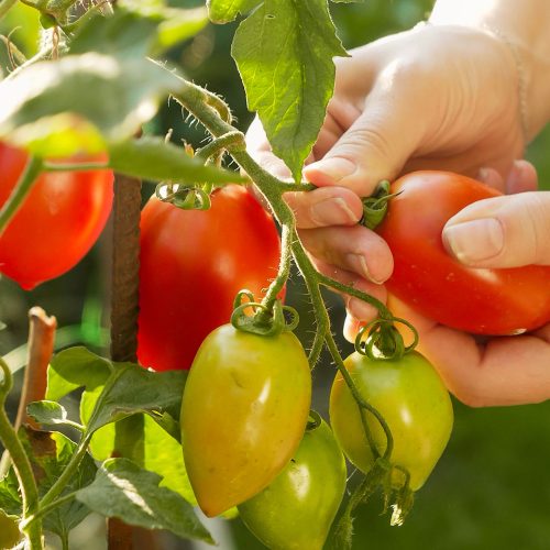 Eco-Experience - Dine From The Land