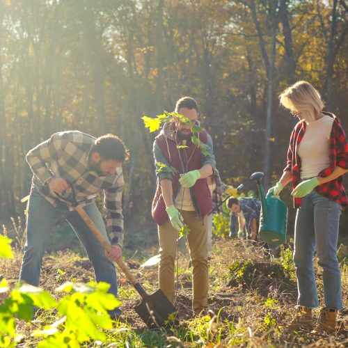 Forestry Stewardship at Kingbrisge