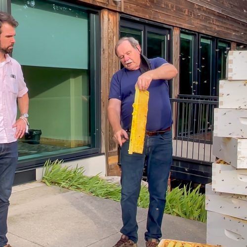 Eco-Experience - Explore The Fascinating World Of Bees