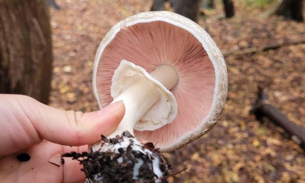 LG - Mushroom pic